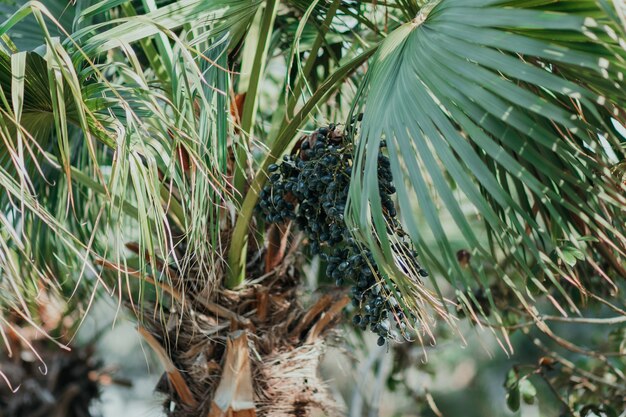 Hojas de palmera de naturaleza exótica fresca en verano con fondo verde