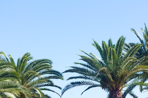 Hojas de palmera sobre fondo de cielo azul claro