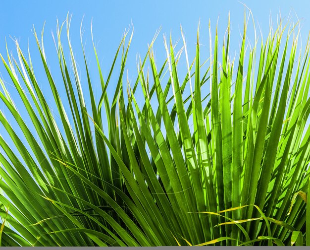 Hojas de palmera sobre fondo de cielo azul en verano, vacaciones de verano y concepto de naturaleza tropical