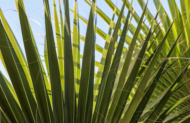 Hojas de palmera sobre fondo de cielo azul en verano