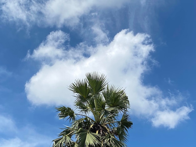 Hojas de palmera sobre fondo de cielo azul