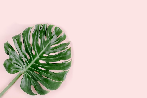 Hojas de palmera tropical monstera sobre fondo rosa plano vista superior concepto mínimo