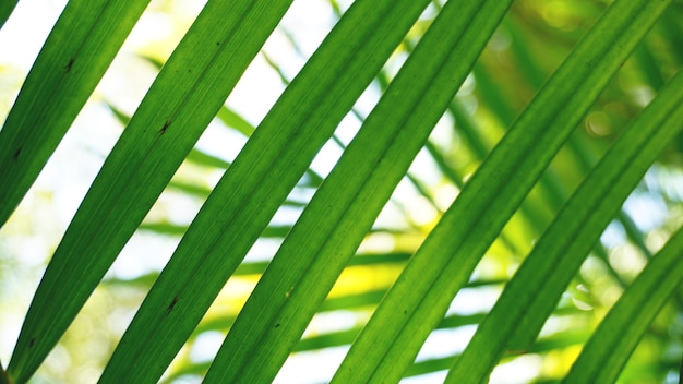 Hojas de palmera tropical verde, fondo floral, foto real
