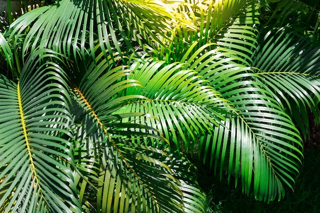 Hojas de palmera verde en el jardín