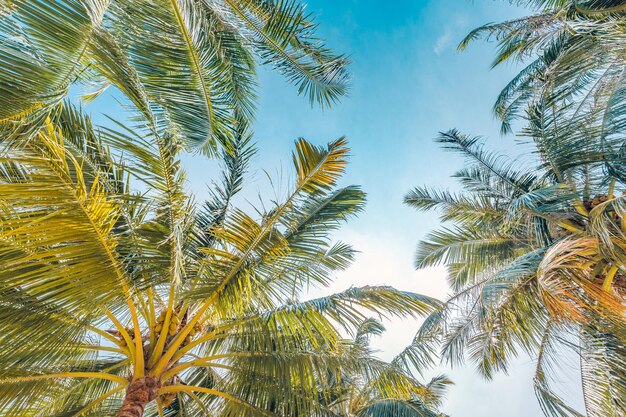 Hojas de palmera verde sobre fondo de cielo azul. Bosque de selva tropical con cielo azul brillante