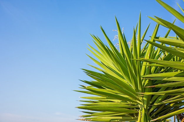 Hojas de palmera verde sobre un fondo de cielo azul