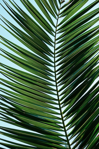 Hojas de palmera verde en temporada de primavera