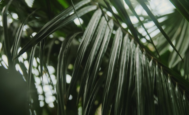 Hojas de palmera verde tropical exótica en el fondo del bosque de la selva con follaje de plantas