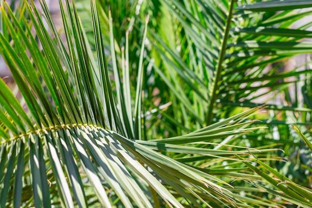 Hojas de palmera verde en los trópicos, fondo natural. Concepto de naturaleza.