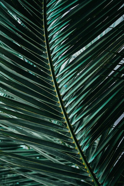 hojas de palmera verde en verano, fondo verde