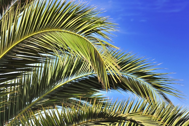 Foto hojas de palmera