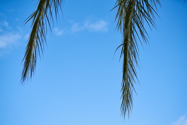 Hojas de palmera