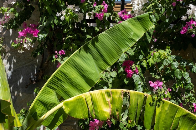 Hojas de la palmera