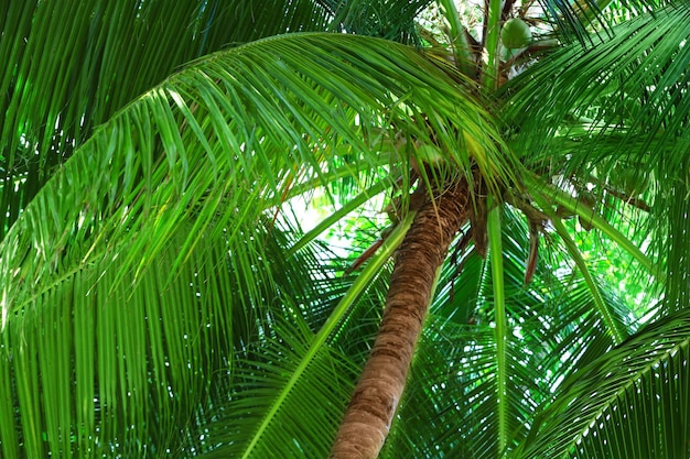 Hojas de la palmera