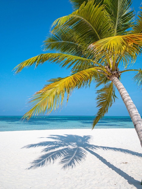 Hojas de palmeras en la playa tropical soleada. Vacaciones de verano y concepto de fondo de playa tropical
