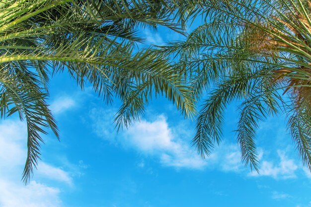 Hojas de palmeras sobre un fondo de cielo