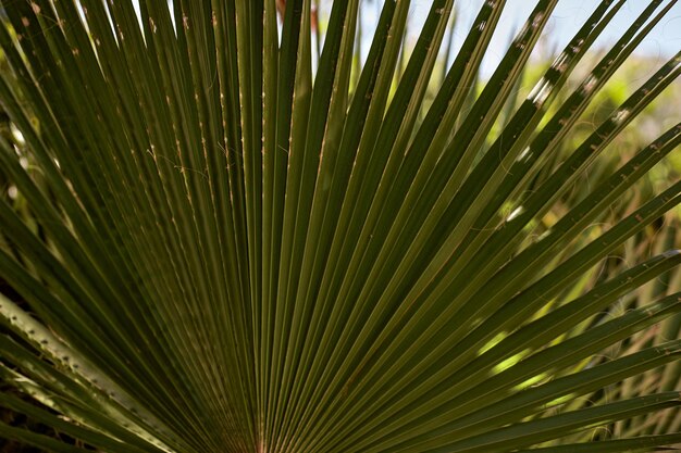 Hojas de palmeras tropicales de cerca Espacio de copia Concepto de paraíso de verano Fondo botánico Foto de alta calidad
