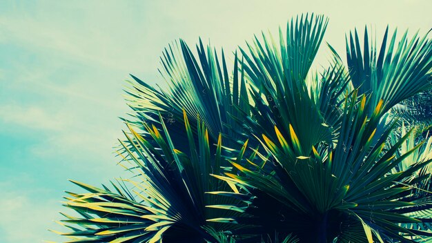 Hojas de palmeras tropicales y fondo de cielo brillante