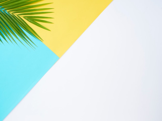 Hojas de palmeras tropicales en fondo de color