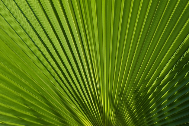 Hojas de palmeras tropicales con fondo de textura verde abstracto textura de patrón verde tropical