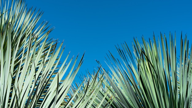 Hojas de palmeras tropicales sobre fondo azul.