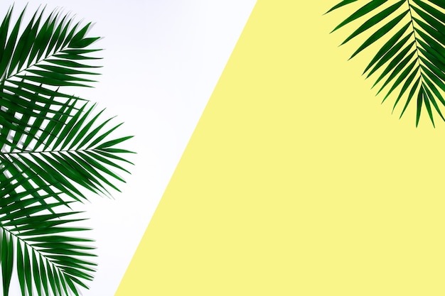 Hojas de palmeras tropicales verdes exóticas aisladas sobre fondo amarillo blanco. Diseño de tarjetas de invitación, volantes. Plantillas de diseño abstracto para carteles, portadas, fondos de pantalla con copyspace para texto.