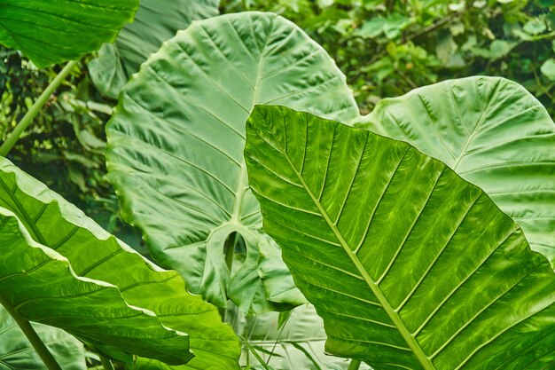 Hojas de papa verde en jardín natural con espacio vintage