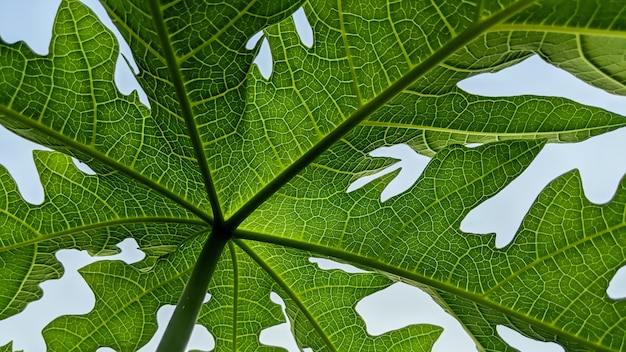 Las hojas de papaya de cerca son adecuadas para fondos de naturaleza.