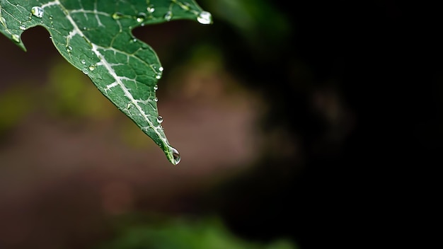 Las hojas de papaya tienen gotitas de agua.