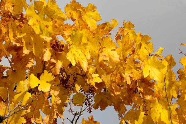 Hojas de parra amarillentas en otoño