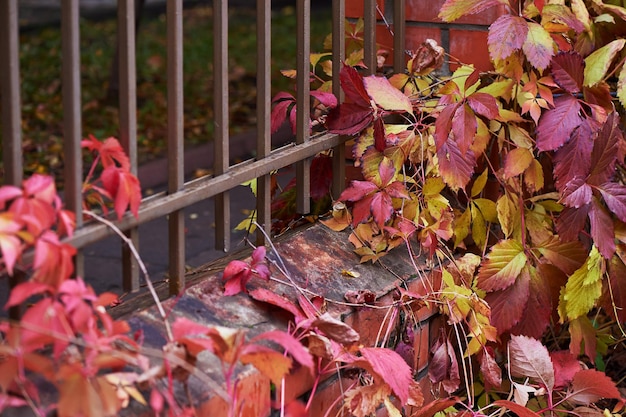 Hojas de parra en color rojo otoño Hedge Nature