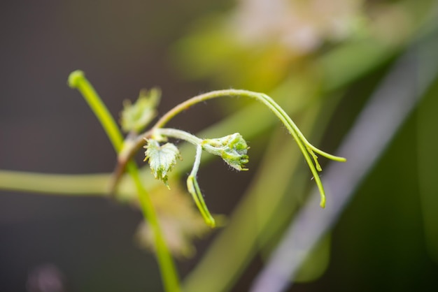 Hojas de parra en el jardín de su casa