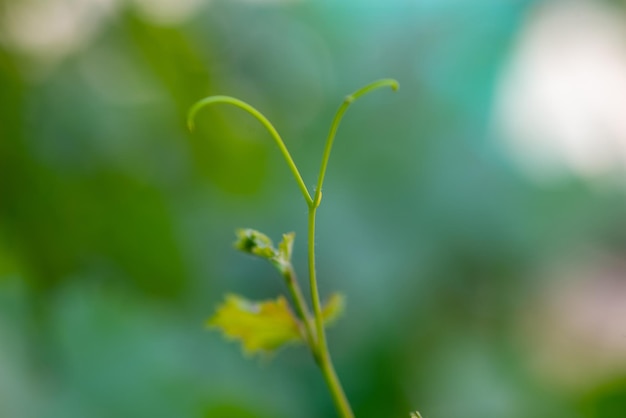 Hojas de parra en el jardín de su casa