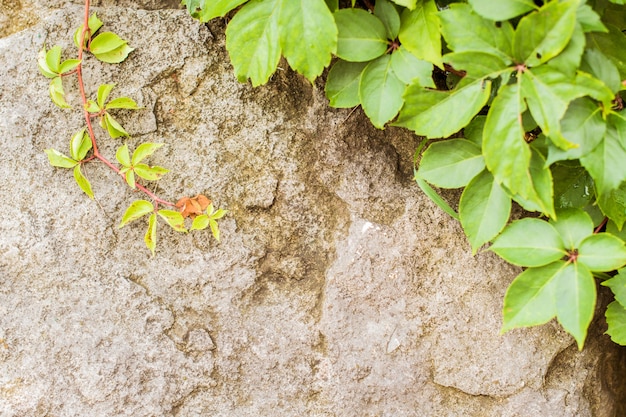 Hojas de parra verde sobre un muro de piedra