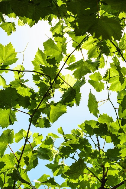 Hojas de parra verde de viñedo y cielo azul