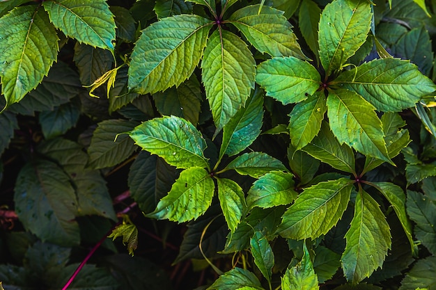 Hojas de parra verde en viñedo