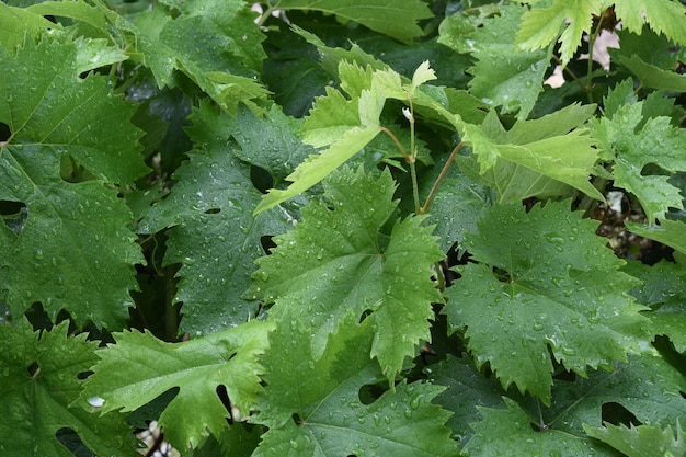 hojas de parra verdes para el fondo