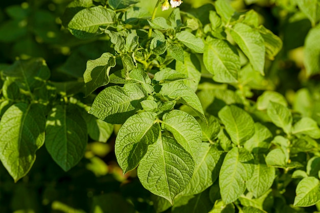 hojas de patata