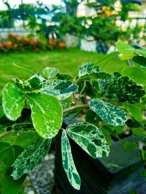 Foto hojas con patrones únicos una combinación de verde y blanco