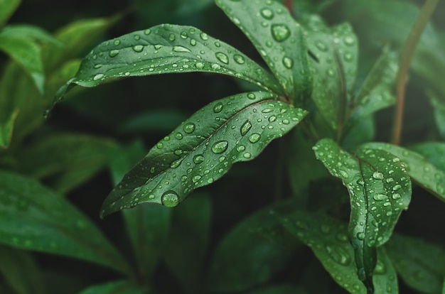 Hojas de peonía verde con gotas de lluvia