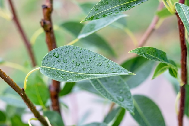 Hojas de pera verde con gotas de lluvia en el jardín de un árbol