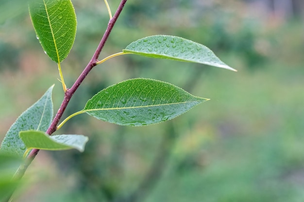 Hojas de pera verde con gotas de lluvia en el jardín de un árbol