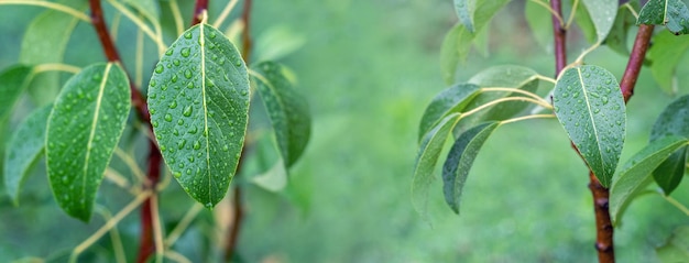 Hojas de pera verde con gotas de lluvia en el jardín en un panorama de árboles