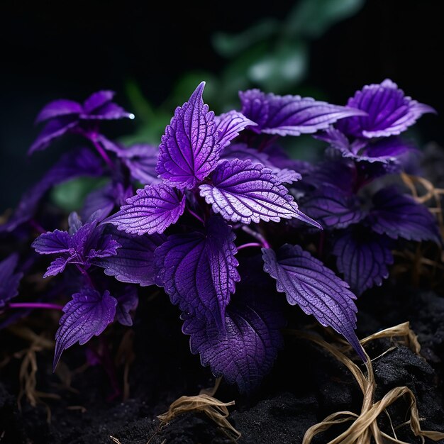 Hojas de perilla morada de tonos intensos de una planta única