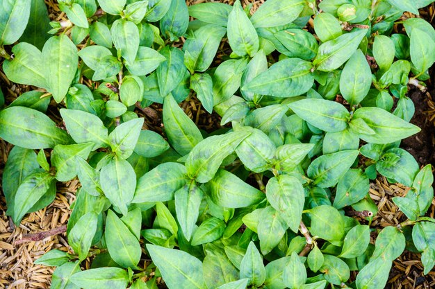 Las hojas de Persicaria odorata (Polygonum odoratum Lour) vista superior en jardín