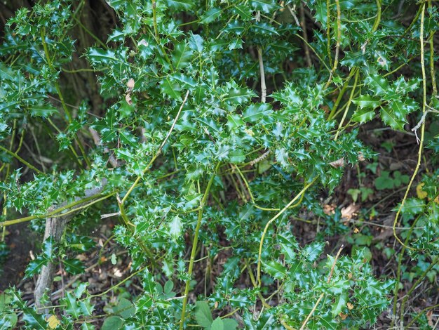 hojas de la planta de acebo