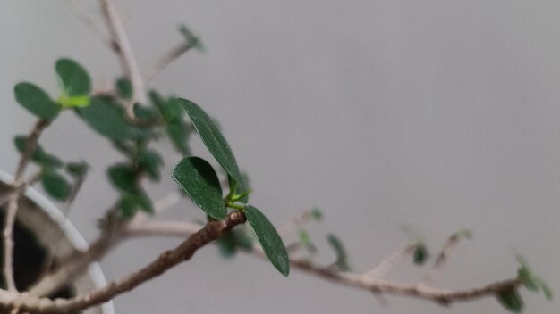 Foto las hojas de la planta bongsai que se fotografían de cerca por la mañana son de color verde oscuro con una sensación elegante en la vista frontal