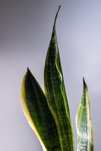 Foto hojas de una planta de casa de primer plano macro