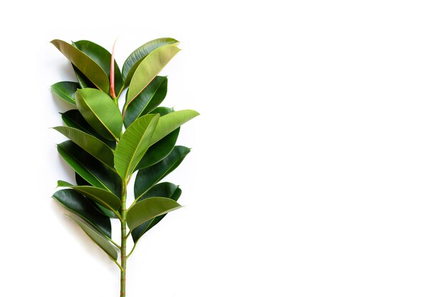 Foto hojas de la planta de caucho verde.