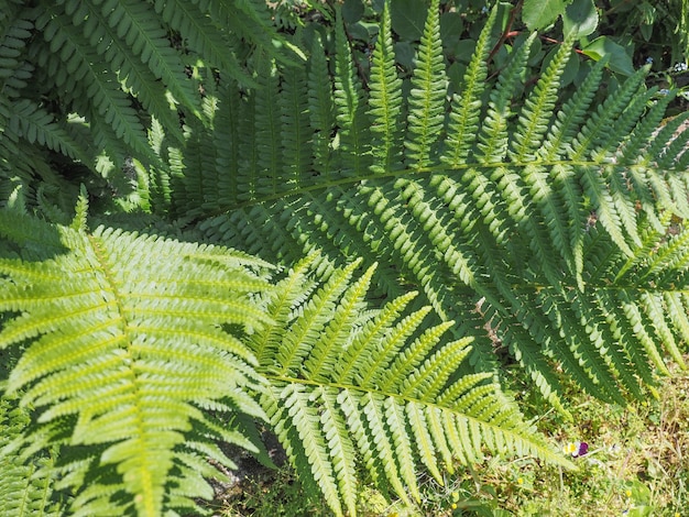 Hojas de la planta de helecho verde